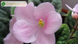 Уход за фиалками в домашних условиях
