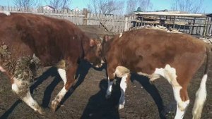 СРЕДСТВА ДЛЯ УСКОРЕНИЯ РОСТА БЫЧКОВ. СТИМУЛЯТОР РОСТА