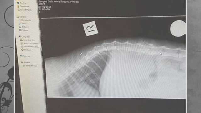 От удара мужчины у кошки отнялись задние лапы, но она все равно доползла к своим деткам... смотреть онлайн