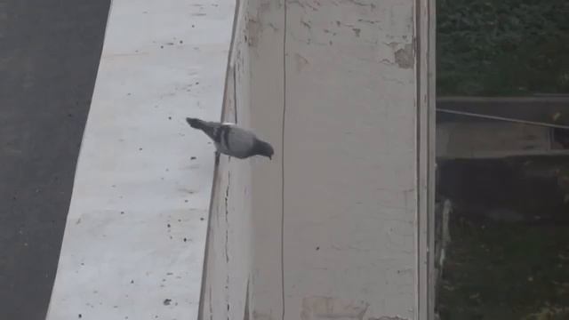 Птица самоубийца