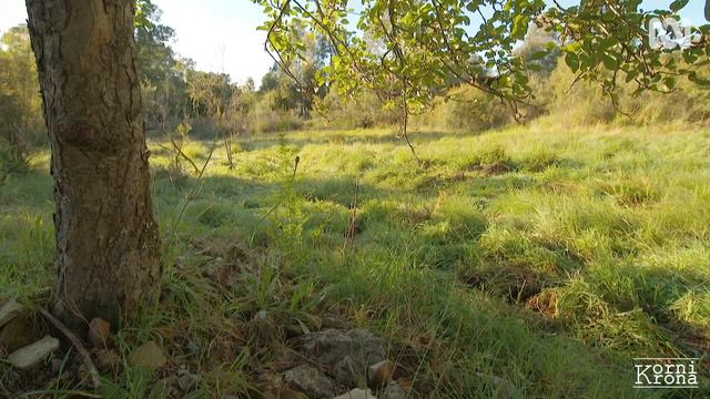 Восстановление местной флоры Австралия смотреть онлайн