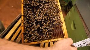 Пасека Тихая замена матки пчеловодство пчёлы сами заменяют матку в семье