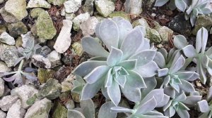 Graptopetalum paraguayense - grow & care