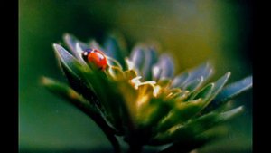 Природа Донбасса