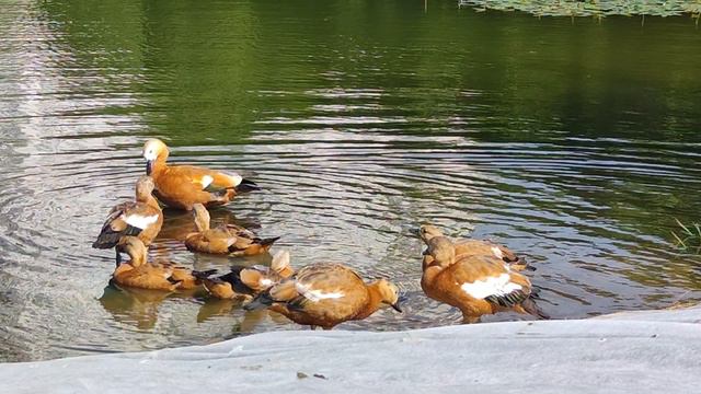 уточки)