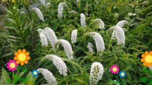 Вербейник клетровидный. Краткий обзор, описание характеристик lysimachia punctata