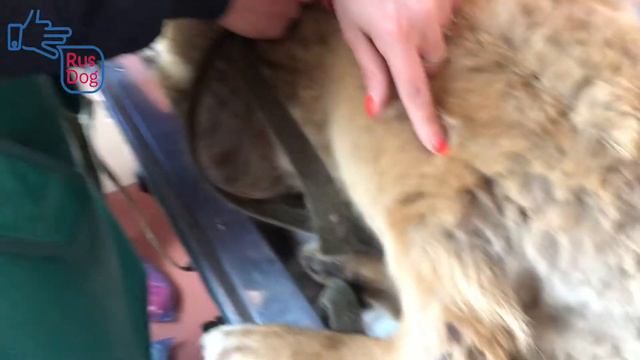 Как мы спасали Хэма | vlog смотреть онлайн