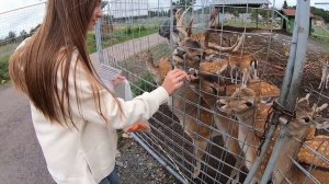 ПОЕЗДКА В КАРЕЛИЮ НА МАШИНЕ | Рускеала Выборг Спб АВГУСТ 2022