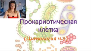 Строение прокариотической клетки (бактерии)