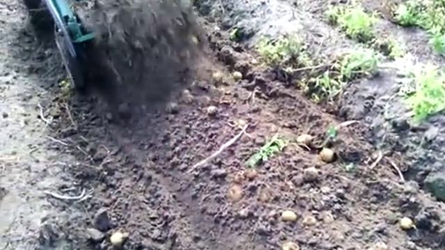 транспортерная картофелекопалка к мотоблоку