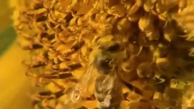 Нова Пасіка Бизнес на пасеке Как работают они ч 1 из 3 смотреть онлайн