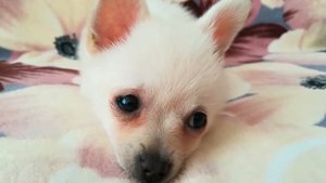 Кто такие Помчи? Who are Pomchi?