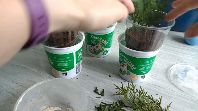 Укоренение черенков туи в кокосовом субстрате + результат укоренения