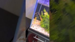 тест в воде флюрокарбоновой лески AQUA Ultra, DUNAEV и простой лески