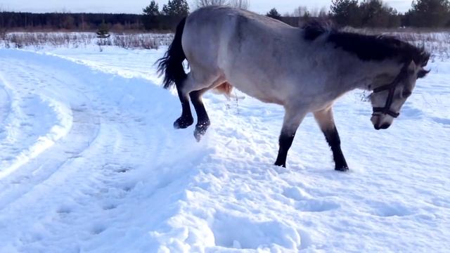 Лошадь с собакой бегают наперегонки.
