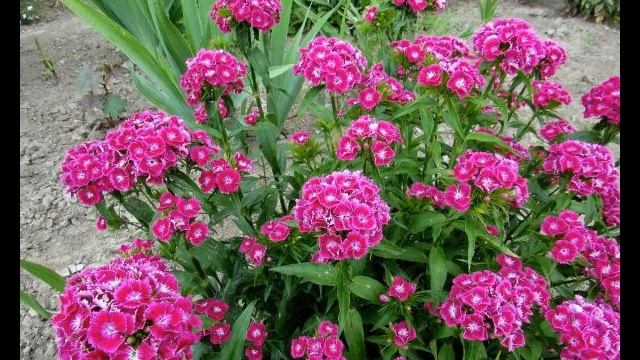 Гвоздики (Шедевры Этнической Музыки:Ямайка 2000 год.) от Даниила.) (Ethnic music) смотреть онлайн