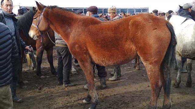 Рынок. Озгон мал базары 300000 сомдук Ат.