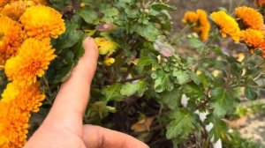 Куда девать землю из кашпо? Ампельная или почвопокровная хризантема. Немного красоты из моего сада.