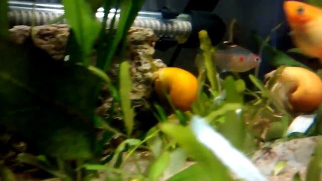 Labeo Albino O Tiburón, Plati, Etc.