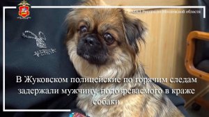 В Жуковском полицейские по горячим следам задержали мужчину, подозреваемого в краже собаки