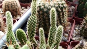 Кактусы и суккуленты.Обзор- беседа.