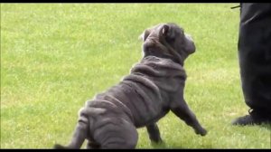 ТОП 10 ЛУЧШИХ ПОРОД СОБАК ДЛЯ ОХРАНЫ ЧАСТНОГО ДОМА ЛУЧШИЕ СОБАКИ ДЛЯ ЗАЩИТЫ