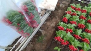 Рвём редис на пучки, завтра на рынок. Редис Селеста на 23.02.2022