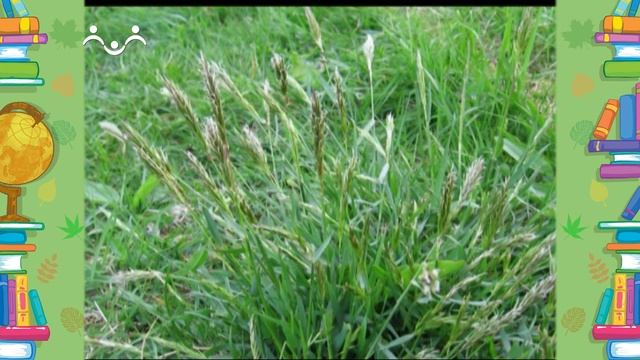 Школа Шишкиного Леса. Природоведение. Луговые травы