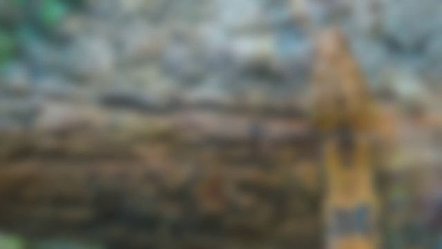 Зоопарк в Калининграде (слайд-шоу №5) смотреть онлайн