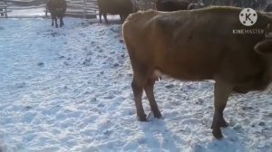 Мерзнут ли коровы зимой?
