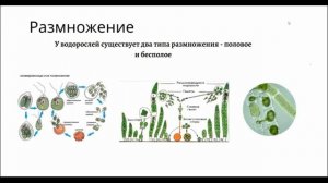 Водоросли. 1 урок по подготовке к ВсОШ по биологии. 7-9 класс.
