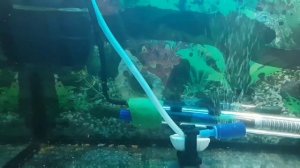 Уход , содержание и кормление /малька Данио рерио