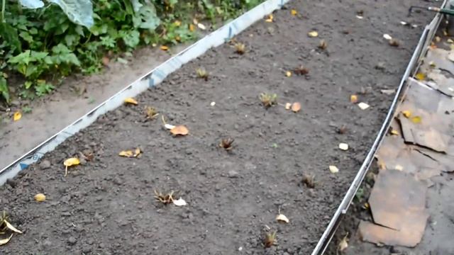 ГРИБЫ В ОГОРОДЕ. Способ 1. Как вырастить белые грибы на своем участке. ССР - советы и рекомендации смотреть онлайн