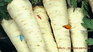 Петрушка корневой Алба (alba) ? корневой петрушка Алба обзор: как сажать, семена петрушки Алба