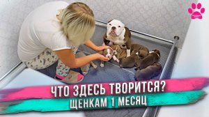 Собака вырастила 6 своих и 1 приемного щенка! Щенкам 30 дней.