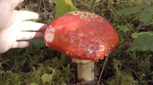 The Mario Mushroom is REAL!! |  Fly Agaric (Amanita Muscaria)