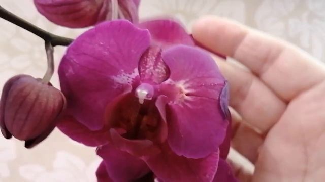 26.03.23г.Орхидея?купила в Глобусе САЛАРИС. смотреть онлайн