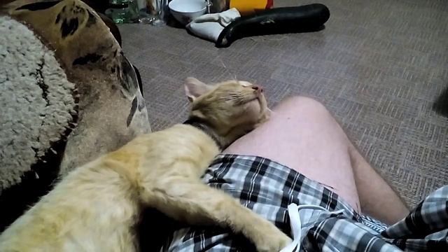 Кот борется со сном. смотреть онлайн