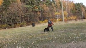 кане-корсо первый пуск на задержание