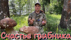 Счастье грибника.Белые грибы пошли.Сказочный лес Подмосковья