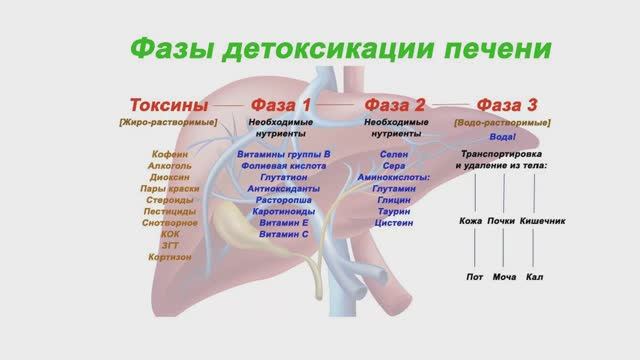 Детокс на соках - миф или правда? Комментарий нутрициолога