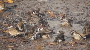 Воробьи купаются в осенней луже