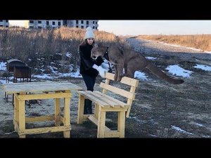 Пума Месси учит Ма гулять ;-) Cougar Messi teaches Mary to walk ;-)