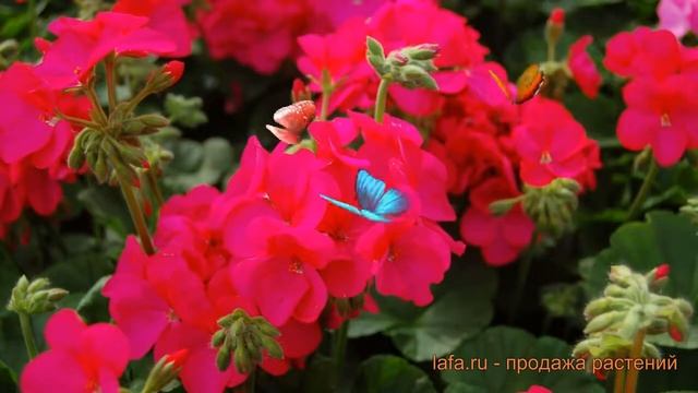 Пеларгония зональный Виолет (pelargonium violet) ? обзор: как сажать, семена пеларгонии Виолет смотреть онлайн