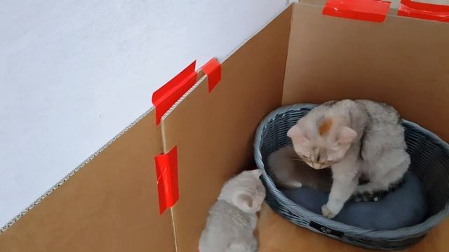 Кормление и уход за котятами возраст от 4 недель?британские котята