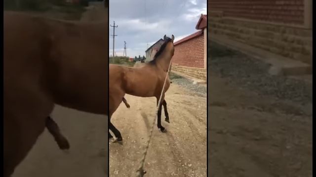 Золотому приехала невеста ч.1 197 #лошадь #horse #pferde #cheval حصان#  #short #shorts