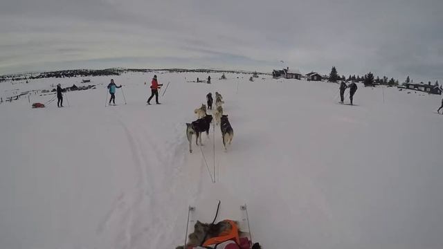 Lilehammer husky tour. Лилехаммер- катание на хасках и санках. смотреть онлайн
