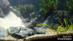 Пескопад в аквариуме)