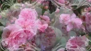 Английские кустовые розы. Розовое настроение. Выпуск 2