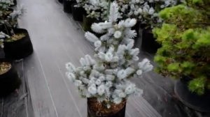 ホプシー80ｃｍ 売却済　picea pungens hoopsii